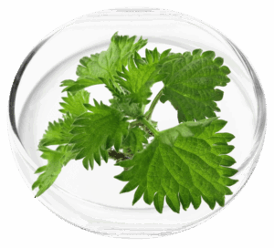 Chlorophyllin